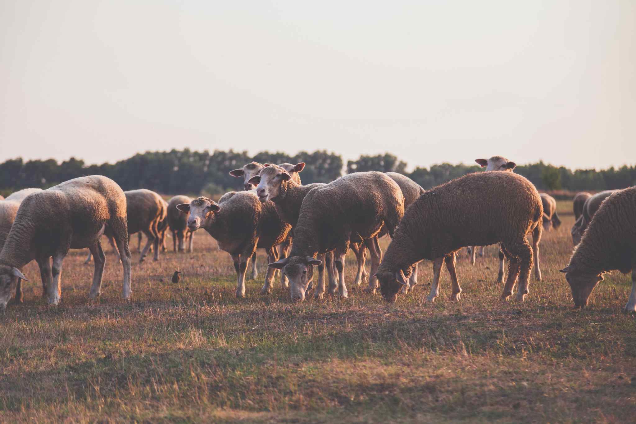 Sheep flock