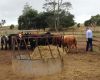 Feeding cattle during dry times