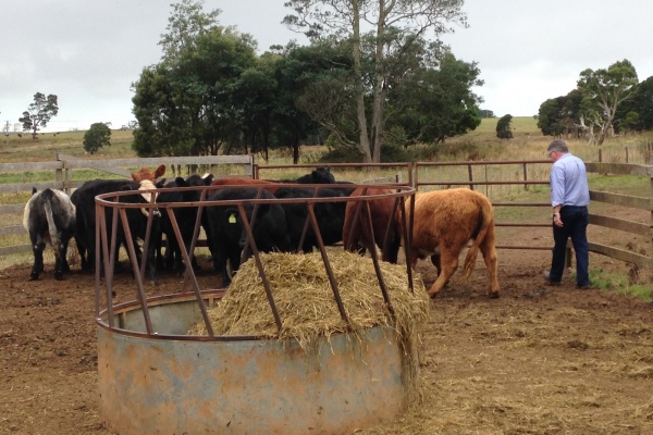 Cattle feeding photo