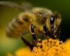 Biosecurity Advisory 14 March 2023 - Beekeeper Registration Now Compulsory