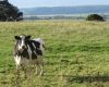 Fonterra revises new zealand farmgate milk price forecast
