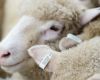 TFGA announces eID survey for sheep and goat producers