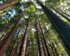 Funds for Farm Forestry $450,000 grant now open