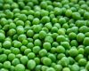 TFGA secure agreement to support pea production