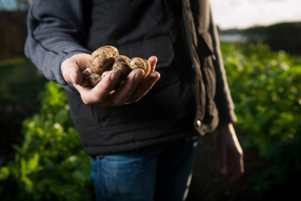 Potatoes_Farmer_Hand_Paddock