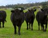 Tasmanian Beef: Profits, Production and the Plan