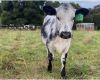 TIA seeking dairy farmers to participate in research on dairy beef crossbreeding North West Region)