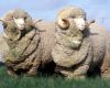 Have your say | Sheep Genetics: Production Data and Index Development Survey