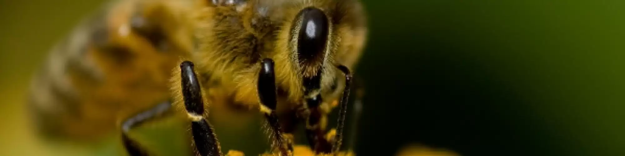 Bee big pic