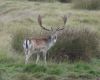 New Management Plan Empowers Tasmanian Farmers to Tackle Fallow Deer Issues