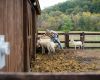 Containment Feeding Training Package for Sheep Producers – Upcoming East Coast Workshop