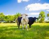 Cattle Australia commits to creating national land management and biodiversity standards for beef production