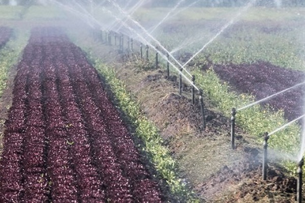 Rec fit crops watering